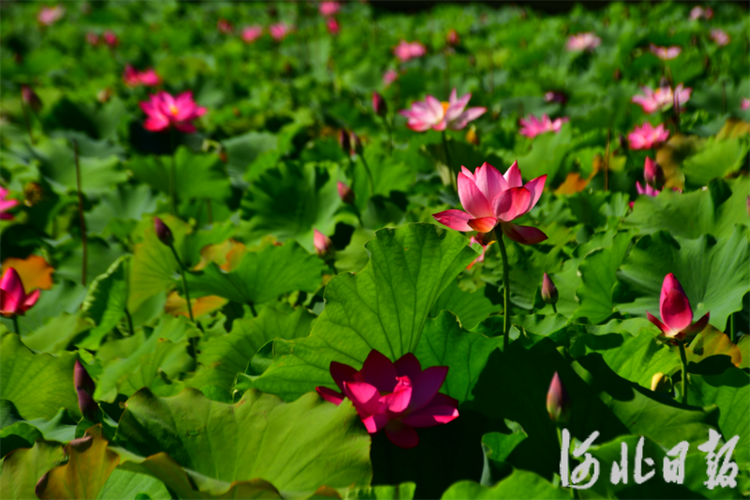 美在当“夏”！石家庄市植物园12万株荷花初绽_fororder_64a34799a5b13