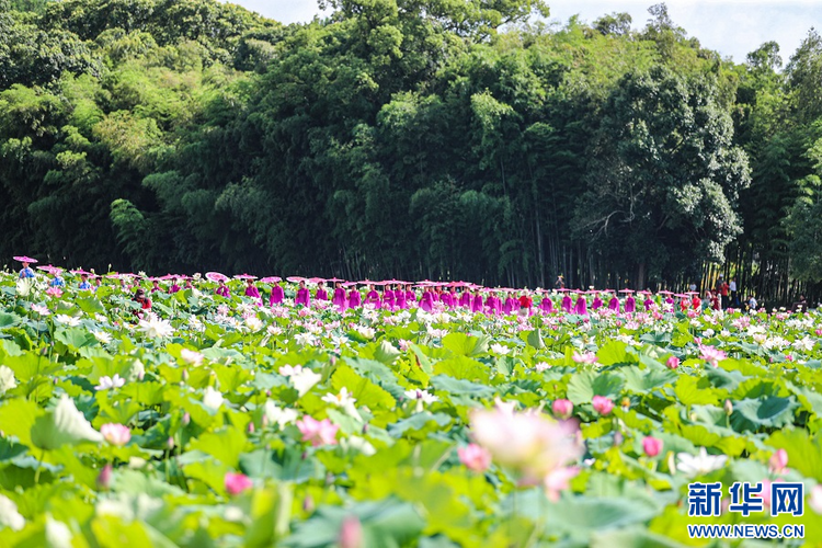 江西广昌：莲池旗袍秀 人在画中游_fororder_4