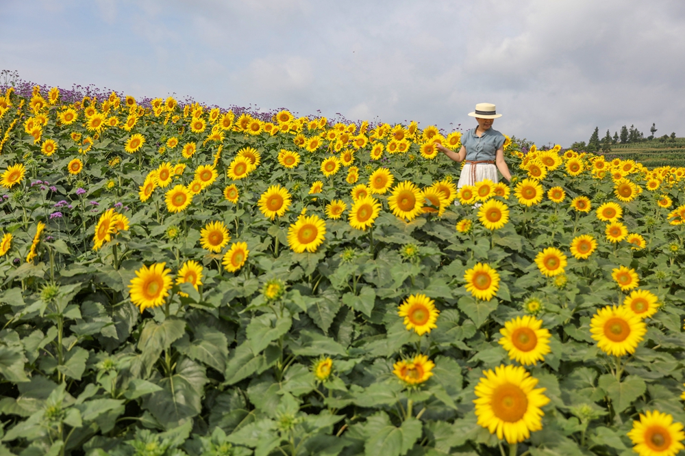 贵州施秉：缤纷夏日 景美如画_fororder_7月2日，游客在贵州省黔东南苗族侗族自治州施秉县牛大场镇牛大场村药谷花圃基地赏花游玩。（磨桂宾 摄） (3).JPG