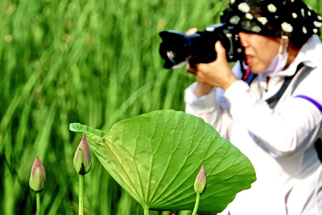 大连：荷花含苞待放引客来