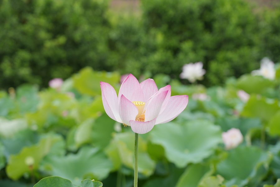 广西西林：盛夏荷花摇曳开