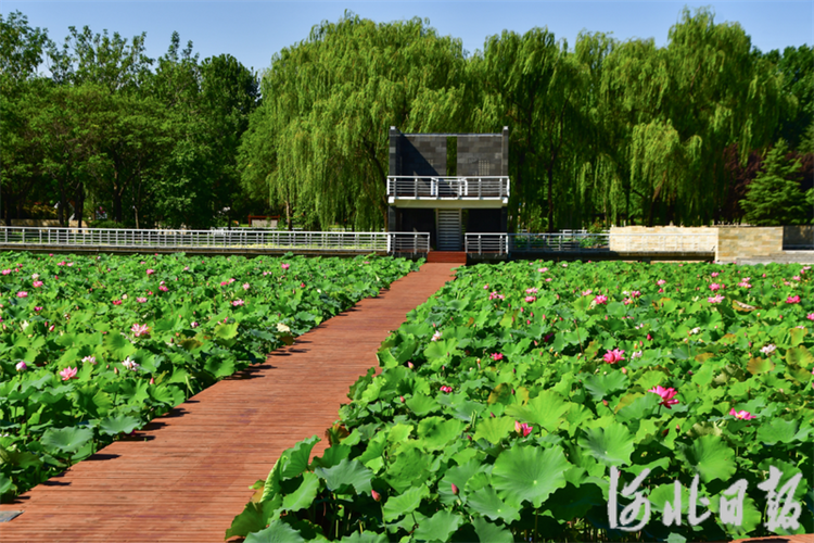 美在当“夏”！石家庄市植物园12万株荷花初绽_fororder_64a347996276a