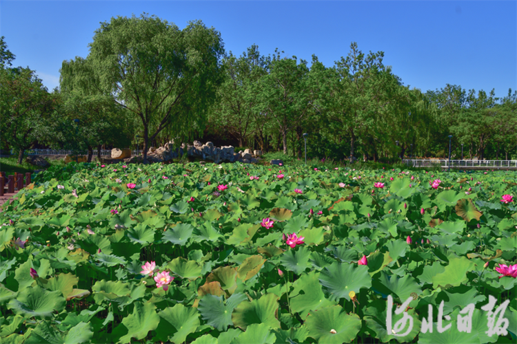 美在当“夏”！石家庄市植物园12万株荷花初绽_fororder_64a3479932d80