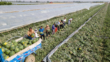 Weinan in Shaanxi Province Celebrates Bumper Harvest of Fragrant Fruits