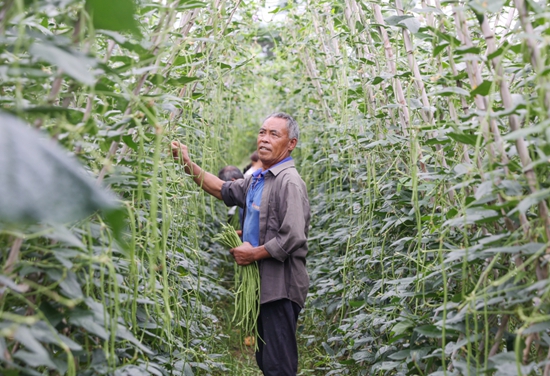 贵州独山基长镇豇豆抢“鲜”上市 产值1200万元_fororder_杨相忠在自家地里采摘豇豆