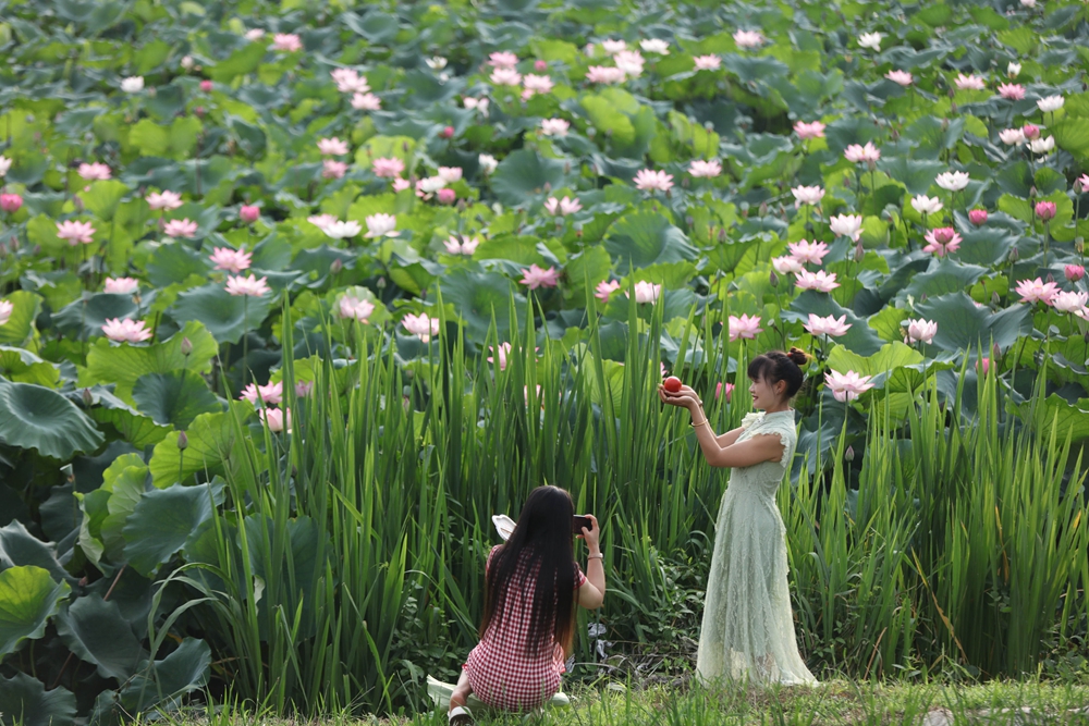 贵州施秉：缤纷夏日 景美如画_fororder_6月30日，游客在贵州省黔东南苗族侗族自治州施秉县城关镇上翁哨村荷花池拍照游玩。（磨桂宾 摄）.JPG