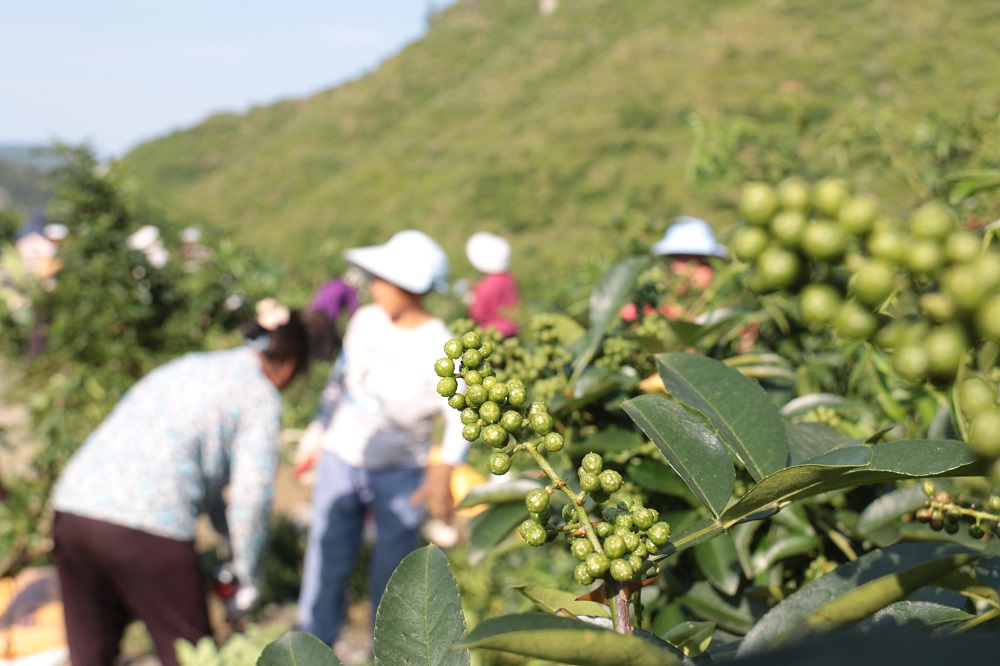 坚持山水林田湖草一体化保护修复 从125.8万个山头看贵州“绿色之变”