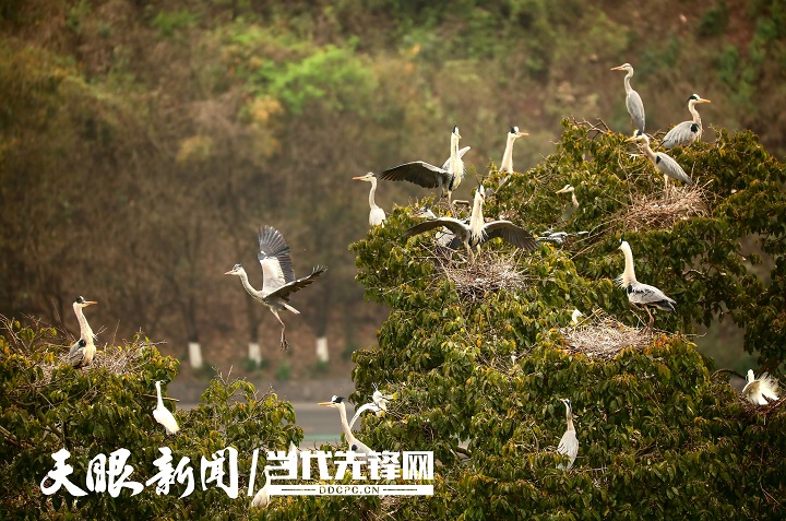 坚持山水林田湖草一体化保护修复 从125.8万个山头看贵州“绿色之变”