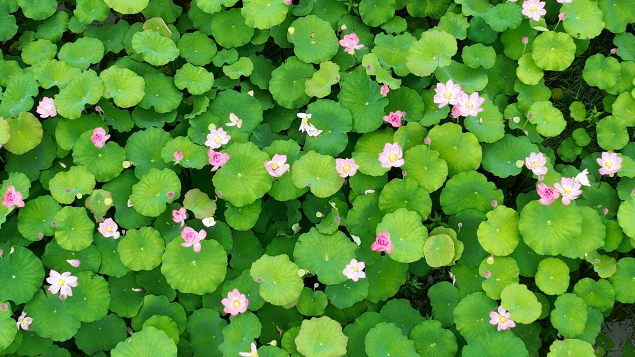 Lotus Flowers in Full Bloom in Sanjiang Dong Autonomous County, Guangxi_fororder_DJI_0778_副本