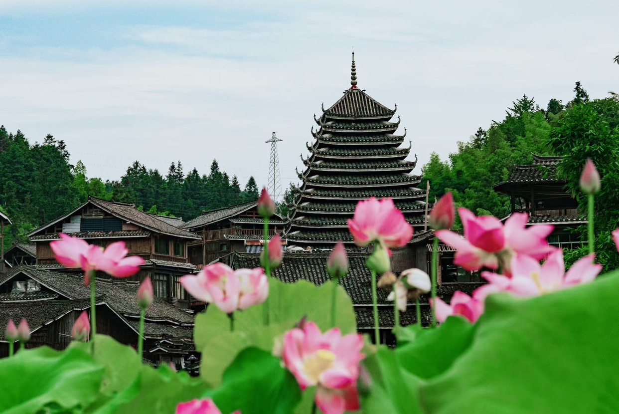 Lotus Flowers in Full Bloom in Sanjiang Dong Autonomous County, Guangxi_fororder_微信图片_20230615085130