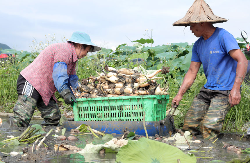 广西柳江：“藕”遇夏收季 泥里“淘金”忙_fororder_LOCAL1688607278662XHMK6SQTZP