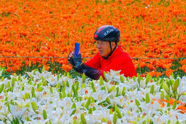 15万株百合花盛放沈阳沈水湾