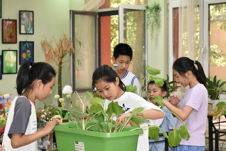 石家庄裕华区6所小学开启暑期托管_fororder_在兴国小学里学生们近距离了解“玉簪”草药文化.JPG