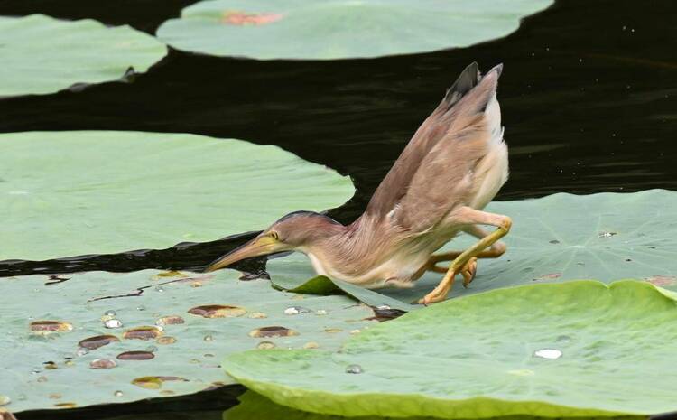 沈阳：荷塘里的“捕鱼郎”——黄苇鳽