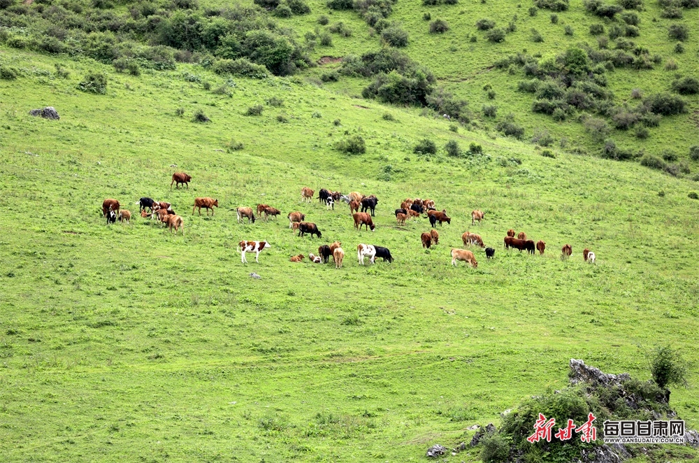 陇南文县雄黄山：草甸如茵山峰险 牛羊散落似珍珠_fororder_7