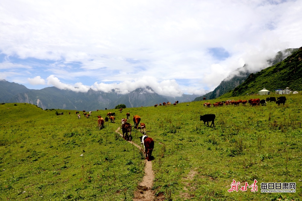 陇南文县雄黄山：草甸如茵山峰险 牛羊散落似珍珠_fororder_11