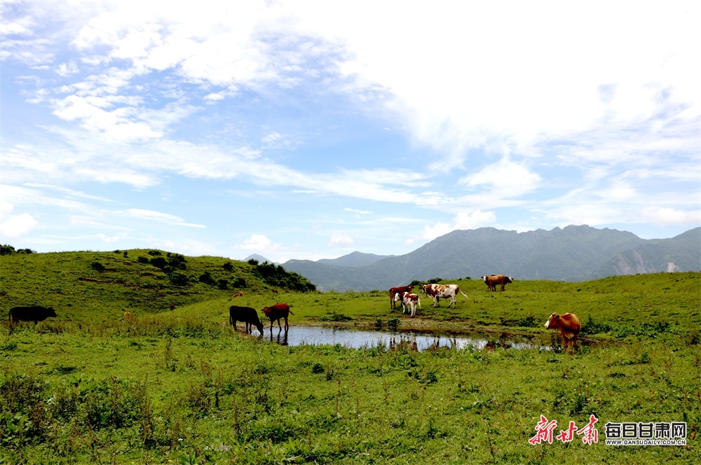 陇南文县雄黄山：草甸如茵山峰险 牛羊散落似珍珠_fororder_12