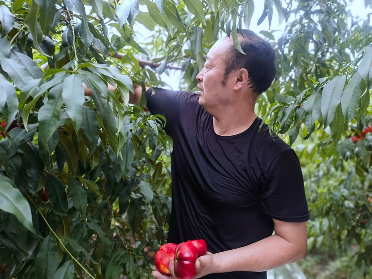 图片默认标题_fororder_种植户采摘大个红蟠桃 摄影 赵月