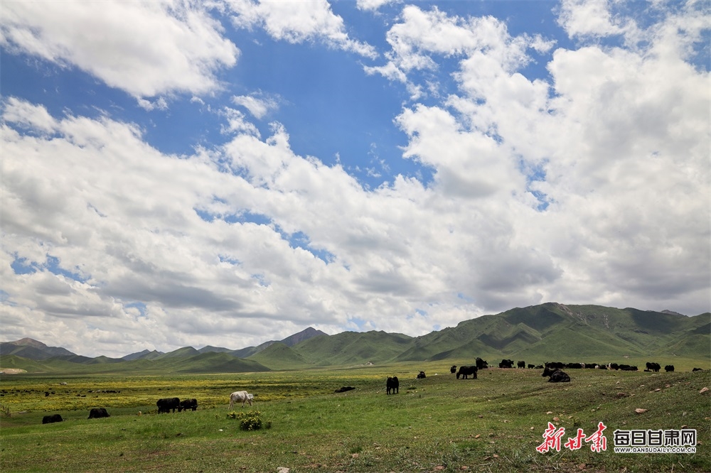 张掖：高温来袭 在山丹马场尽享22℃的夏天_fororder_3