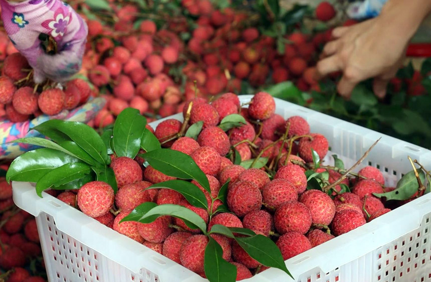 广西平南：夏蝉鸣 荔枝红