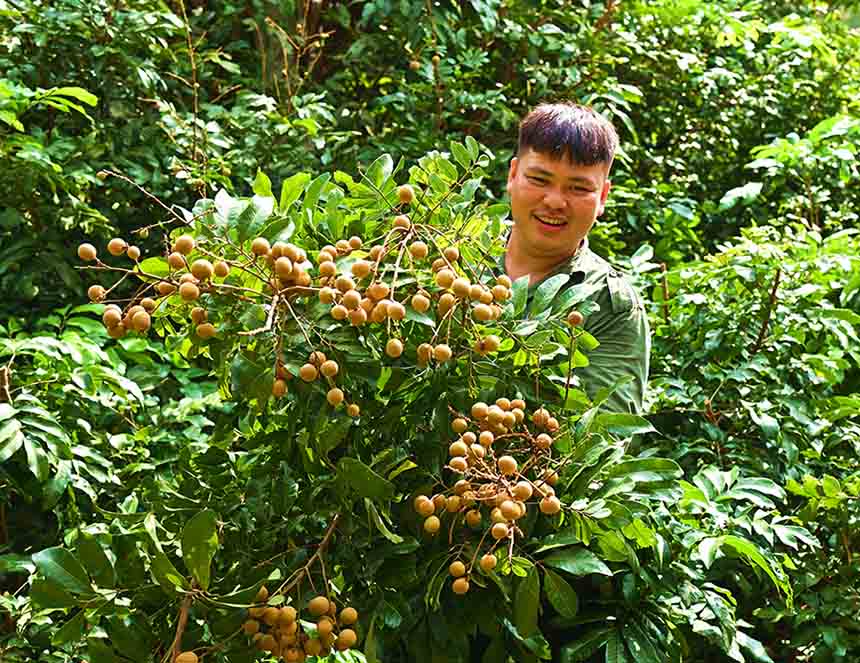 广西崇左：龙眼喜丰收 果农笑开颜