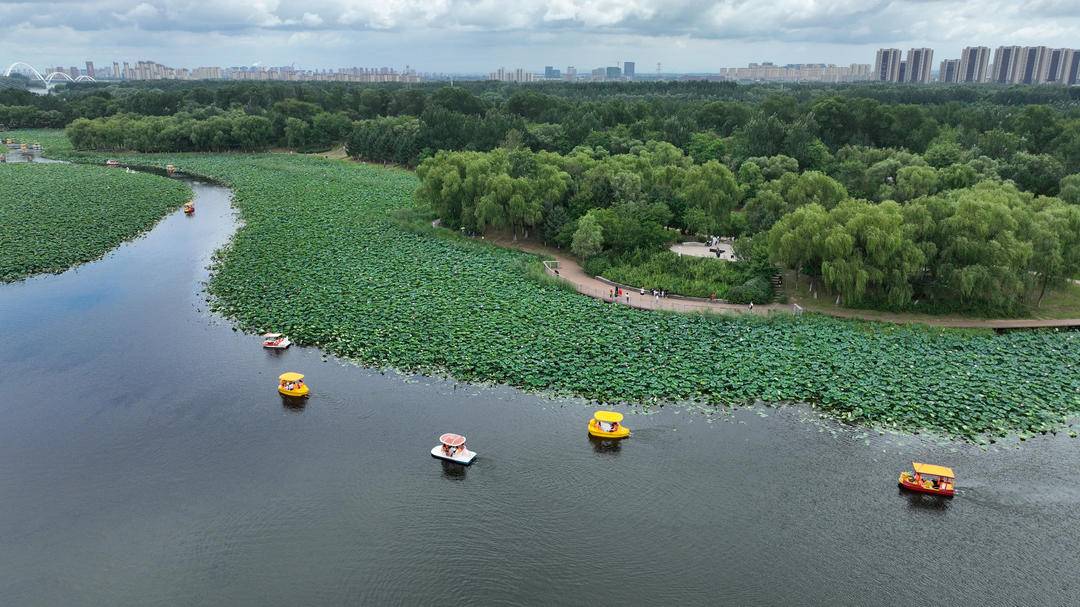 沈阳：满池荷花开，人在画中游