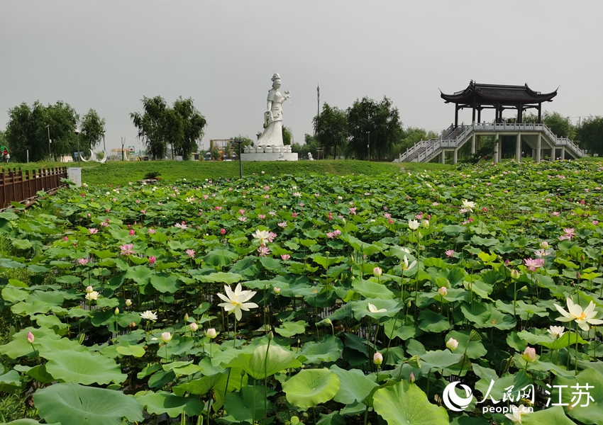 江苏如皋平园池村：千亩荷塘促振兴_fororder_5