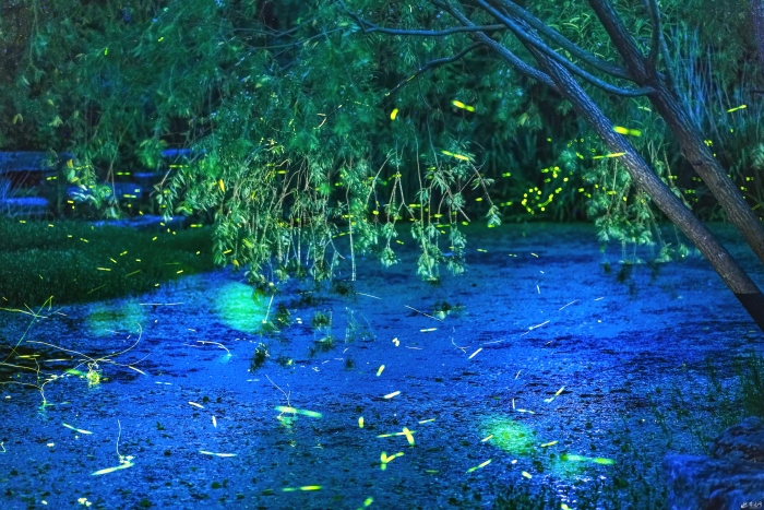 仲夏夜之梦 宿迁萤火虫漫天飞舞灿若繁星