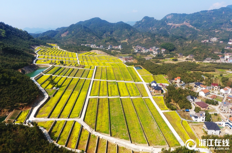 杭州临安：油菜花开 大地披金