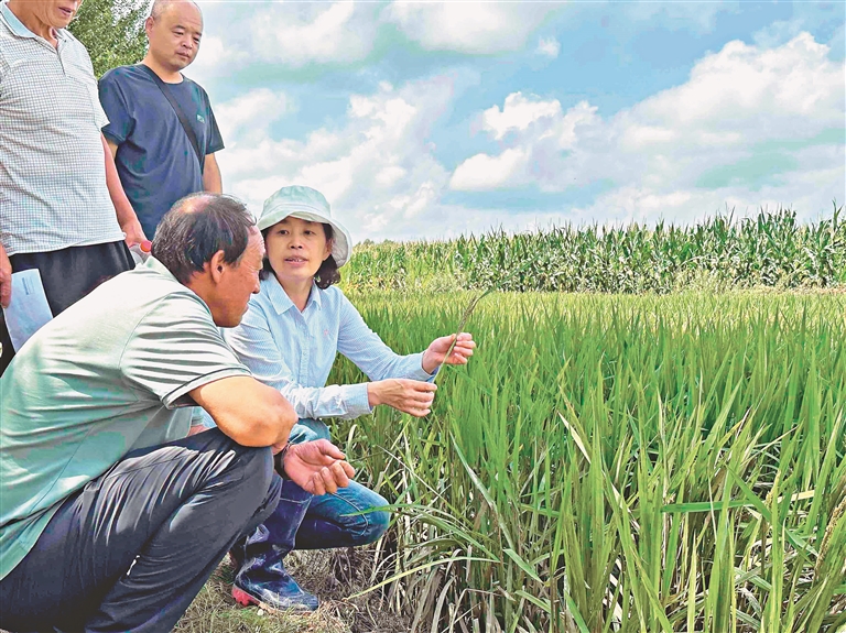 专家指导农民抢救农作物