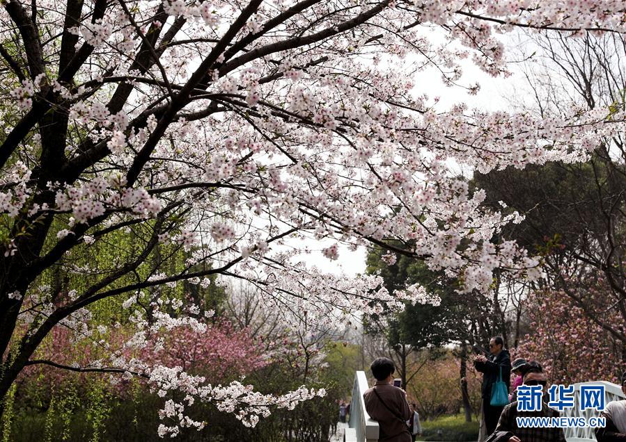 上海：赏春花 沐春风