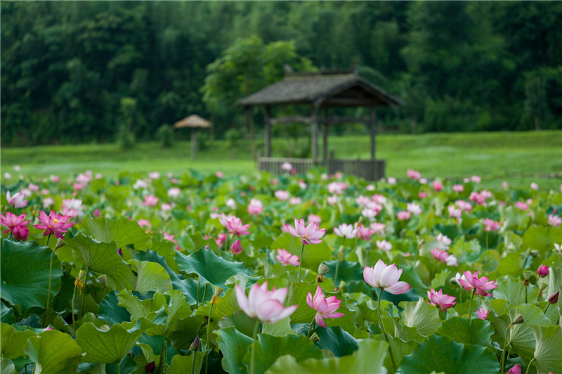 信阳新县：“荷”你有约 清凉一夏_fororder_微风轻拂，缕缕荷香，沁人心脾。（ 蒋仑 摄）