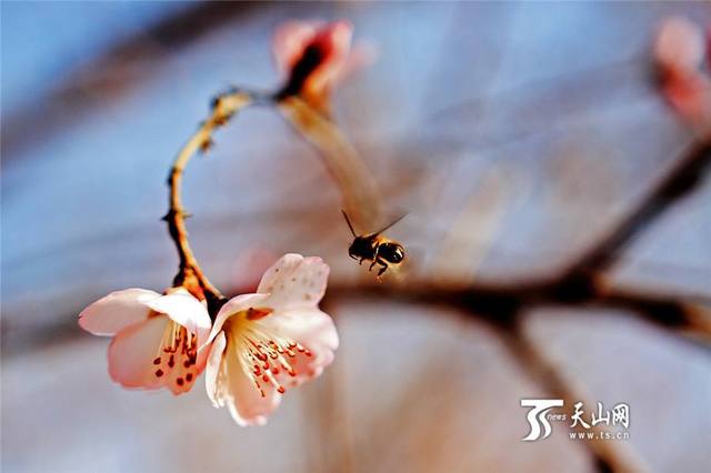 新疆：花开花繁花事忙 寻香春日觅芳踪