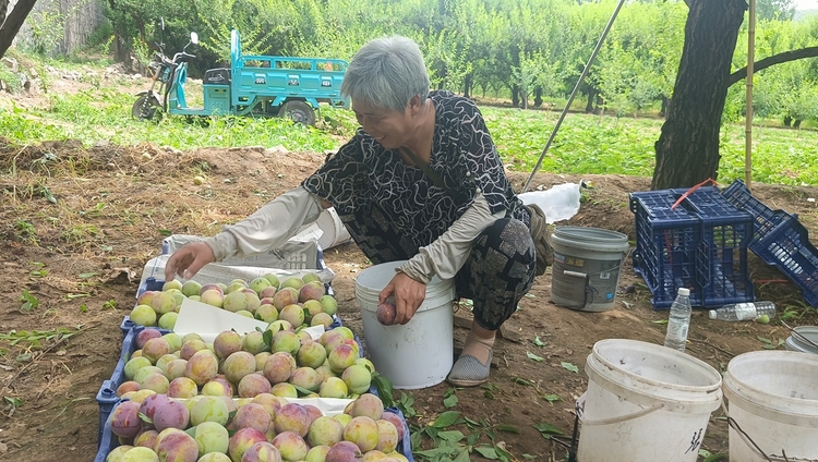 图片默认标题_fororder_李子丰收 果农笑开颜 摄影 耿晓静