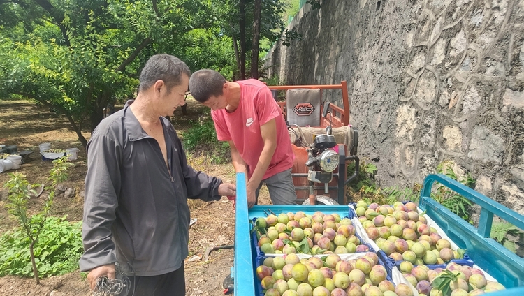 图片默认标题_fororder_即将运往市场销售的李子 摄影 耿晓静