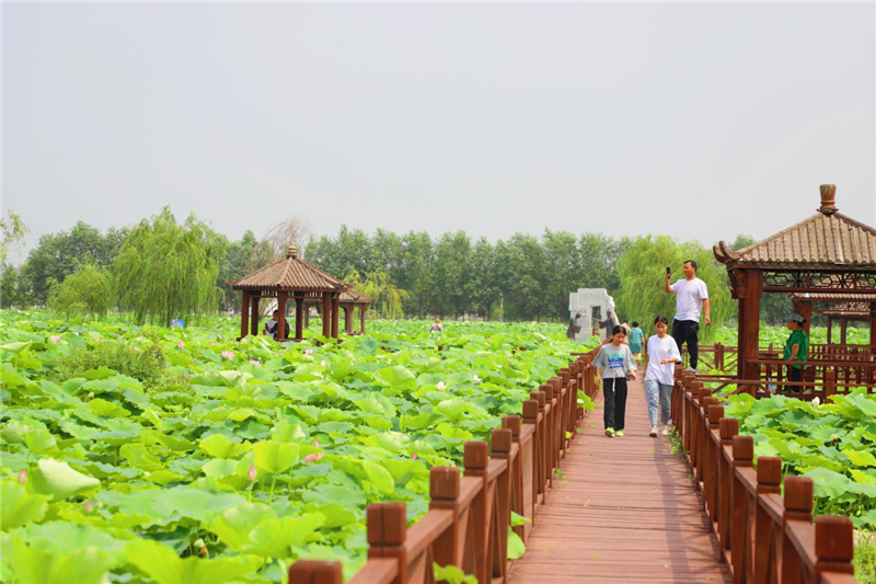 濮阳市范县：千亩荷花引客来_fororder_图片8