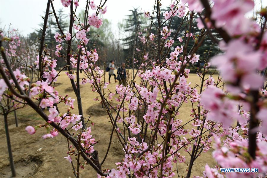 Cherry blossom cultural festival opens at Yuyuantan Park in Beijing