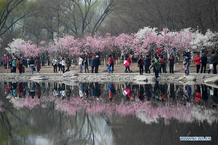 Cherry blossom cultural festival opens at Yuyuantan Park in Beijing