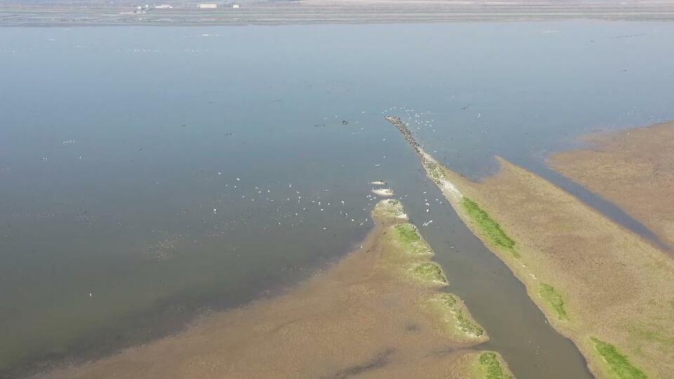 武汉沉湖湿地变身记