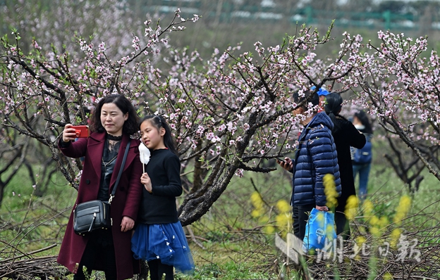 【大美荆楚·灵秀湖北】桃花开 春意浓