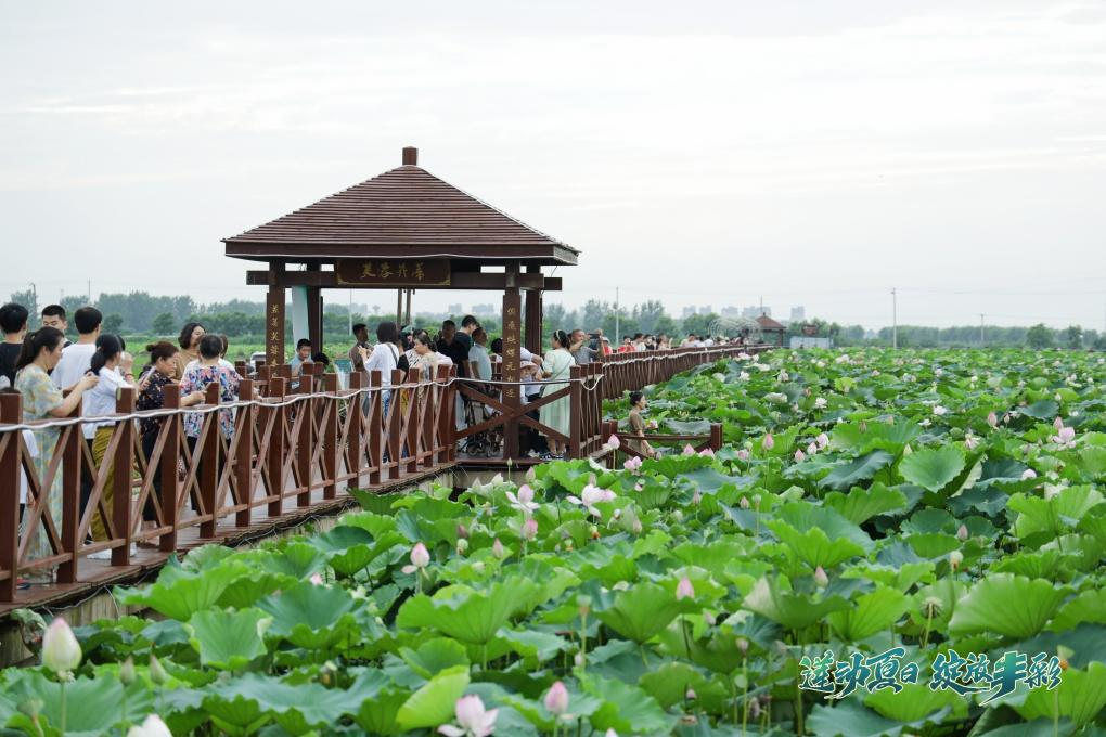 莲动夏日 绽放丰彩 第七届丰乐荷花节启幕_fororder_图片15