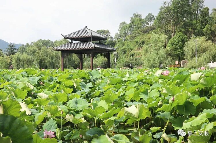 21℃的城市 360度的人生｜凉爽的安顺 火热的安顺