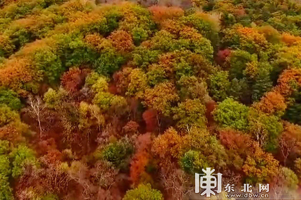 观五花赏初雪乘森林小火车 龙江森工景区看点多