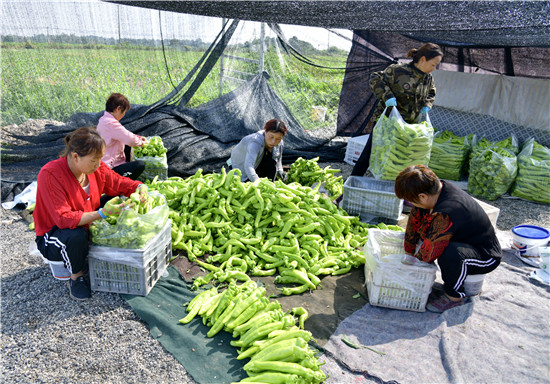 三门峡示范区阳店镇：果蔬产业“蔬”写乡村振兴_fororder_菜农们正在分装辣椒 摄影 彭红勇