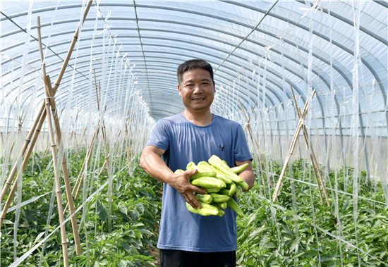 三门峡示范区阳店镇：果蔬产业“蔬”写乡村振兴_fororder_菜农李光泽种植的辣椒喜获丰收 摄影 彭红勇