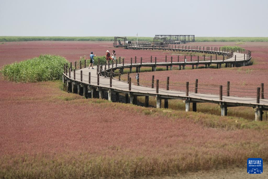 盘锦：夏游红海滩