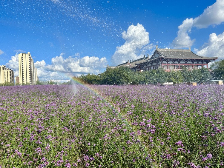 长春北湖花海开启长春八月的浪漫