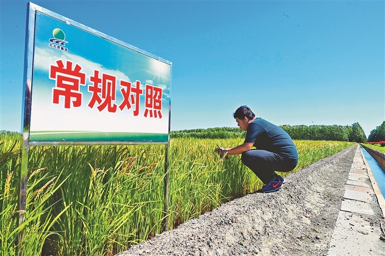 有机肥试验“唤醒”黑土活力