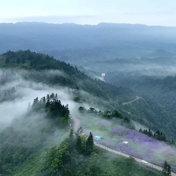 雅安海子山：“紫气”升腾 清凉一夏_fororder_海子山-供图-雅安市委宣传部