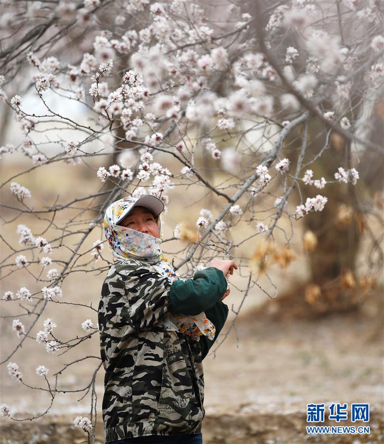 甘肃敦煌：大漠杏花繁